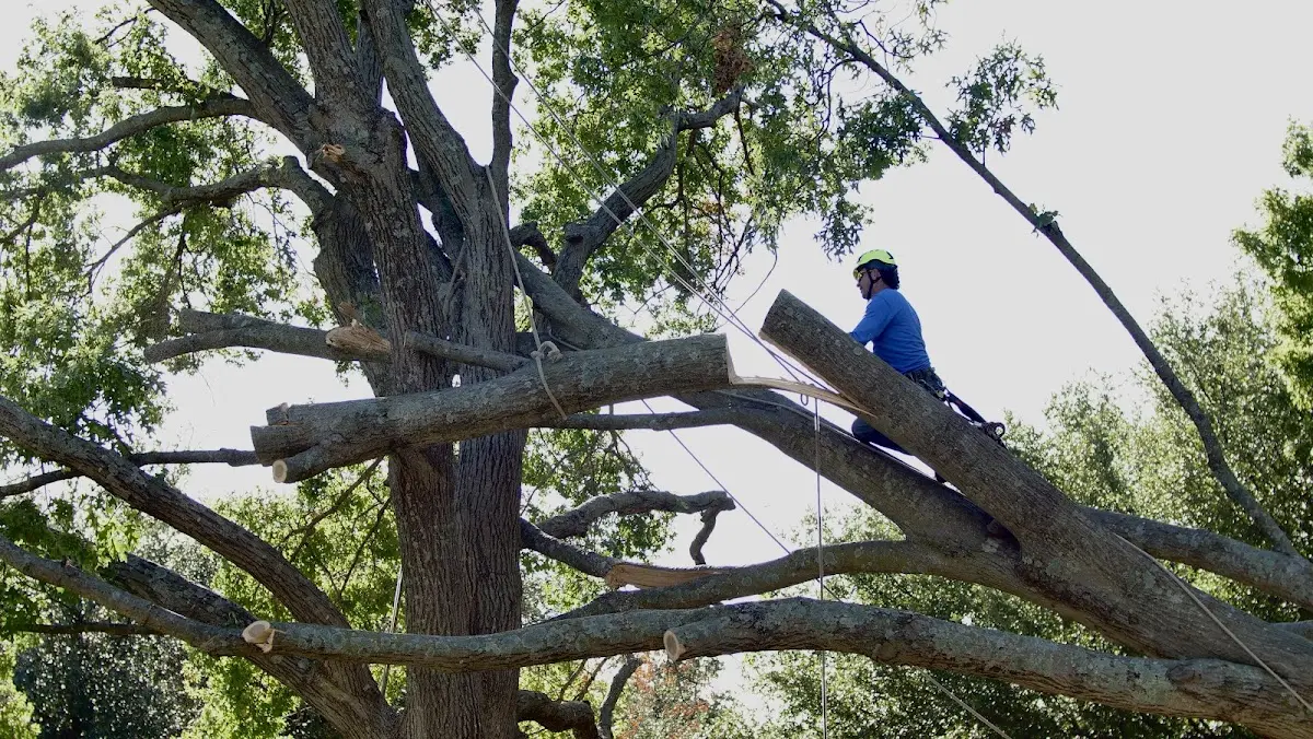 Professional Crown Thinning performed by certified arborists in Thompson